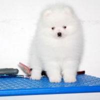  杭州哪里能买到博美幼犬杭州哪里有卖博美多少钱