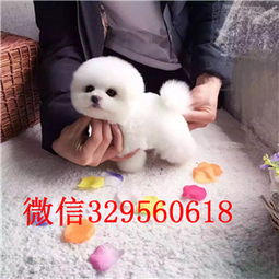  安徽亳州哪里有卖俊介犬茶杯长不大俊介网红俊介俊介图片繁殖纯种健康价格