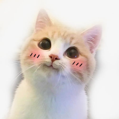  可爱猫咪歪头卖萌表情