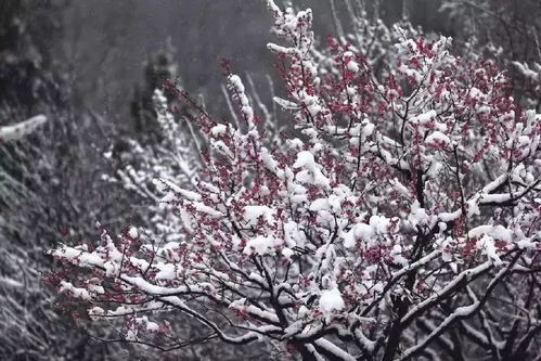  南京美到窒息的雪景都在这里,还有奇葩雪人对对碰