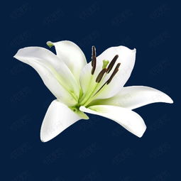 百合花装饰素材图片免费下载高清装饰图案png千库网图片编号1429773