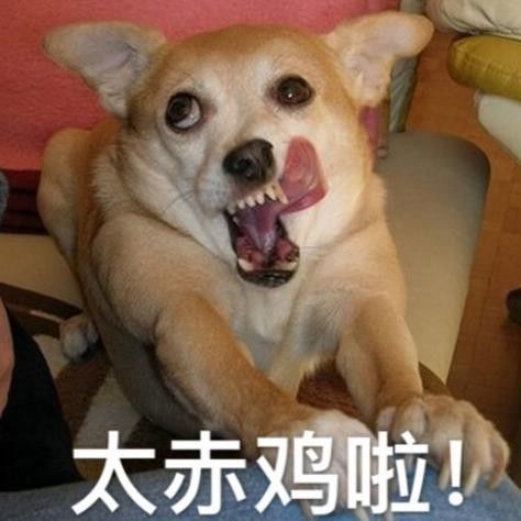  假如狗狗会发朋友圈,泰迪的回复亮了