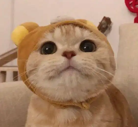  猫咪头像,今日份可爱请查收,让我用可爱治愈你吧