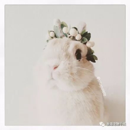  ins上的人气兔兔大集合,萌你一脸没商量