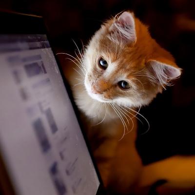  好看的小猫图片头像,特别萌的户外小野猫图片