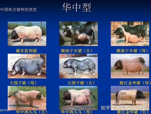  中国古代的猪都是黑色的吗