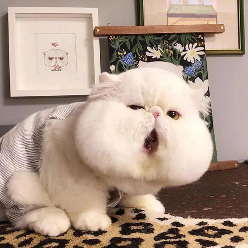 博美狗牌头像分裂机