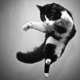  我遗失了一只猫