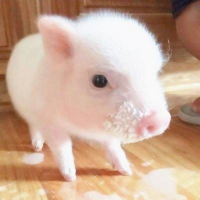  呆萌可爱小猪猪头像超萌微信小猪头像图片大全