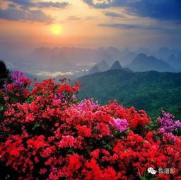  拍好杜鹃花,除了暗背景,还有哪些思路