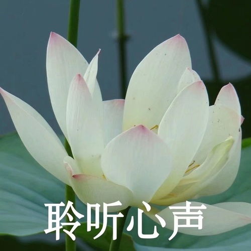  张三疯的日记