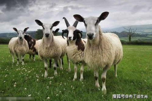  属羊人你要大喜临头,未来1周躲不过的喜,看看是什么喜