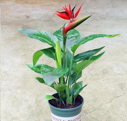  室内没光照就种这15种植物,个个颜值报表,关键还好养