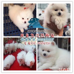 博美狗牌头像大揭秘