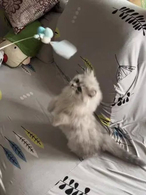  激萌动物家养宠物动物卖萌英国短毛猫