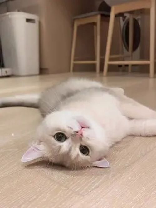  激萌动物家养宠物英国短毛猫动物卖萌