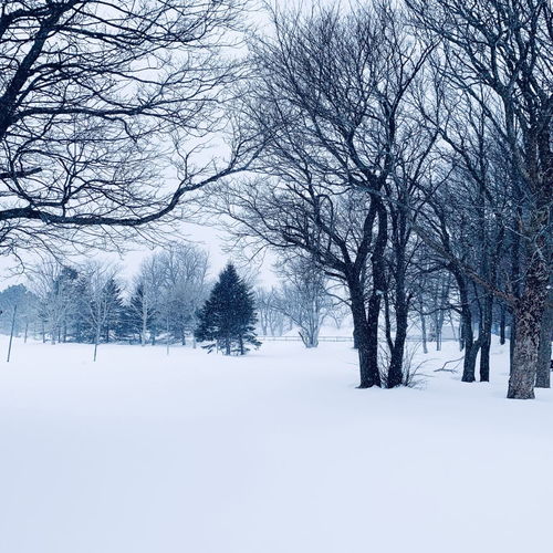  雪景高清摄影素材摄影图