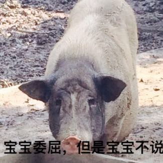  猪八戒表情包