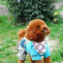  泰迪贵宾犬已打好疫苗及驱虫包健康三个月签订合同发