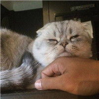  大爱的暖男头像抱猫狗帅哥头像