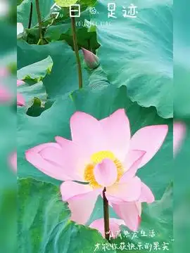  原来真的有这么清澈见底的水唯美意境治愈系风景