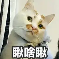  rap猫头像带字嘻哈霸气猫咪头像图片