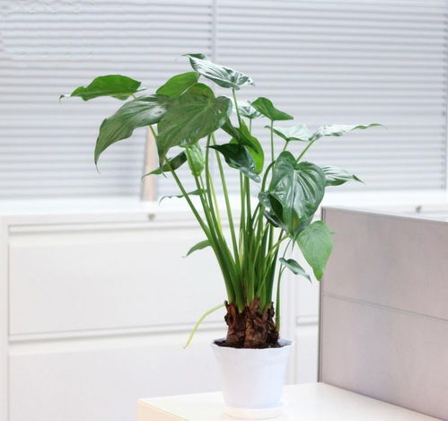  4种耐阴植物,摆放在室内增加高级感