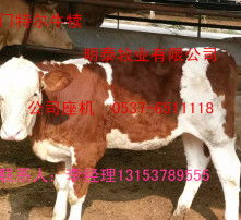 黄页88高清图片