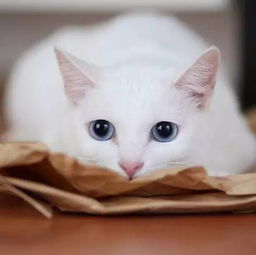  网友家的黑猫和白猫,这黑白配真是帅呆了,你们感受下....