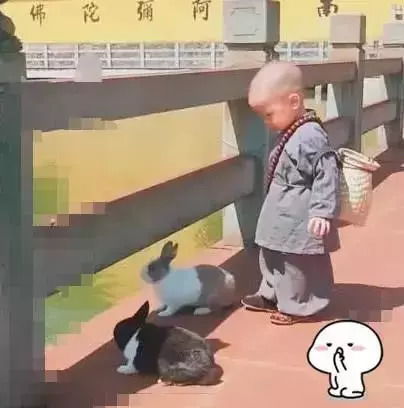  继lucky火了后,又一萌娃小和尚走红抖音,生怕兔子想不开