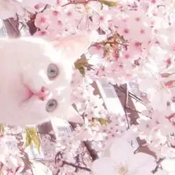  妖治王者荣耀直播妖治视频直播虎牙直播