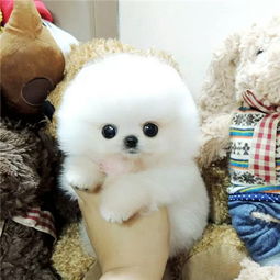  图哪里有卖博美博美多少钱博美图片博美幼犬北京宠物狗