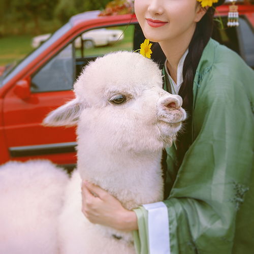 汉服少女与羊驼