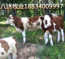  黄页88高清图片