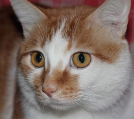  发几张猫猫狗狗的照片