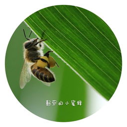  春里的精灵,五月的劳模勤劳的小蜜蜂