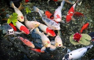  养这几种风水鱼,轻松助你一年顺风顺水