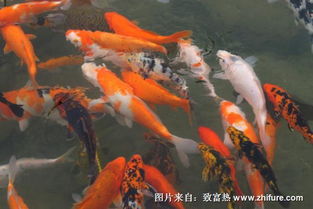  养锦鲤鱼的风水知识
