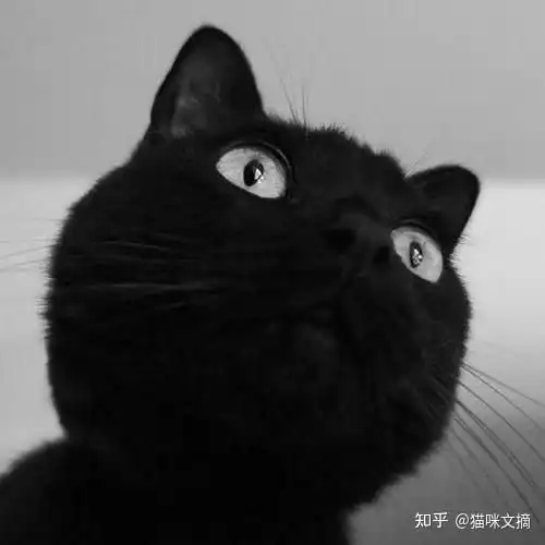 猫咪治愈系头像拟人黑猫
