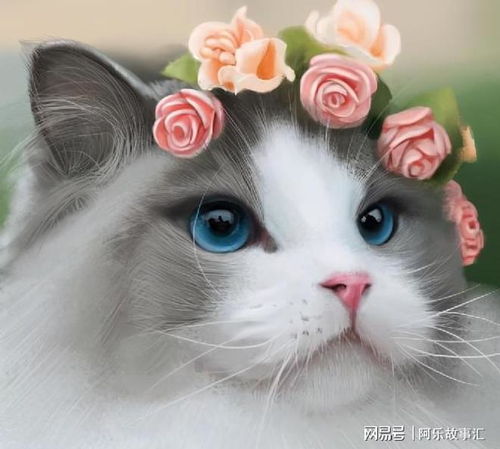  这6种猫咪,今生要养一只,这样才不留遗憾