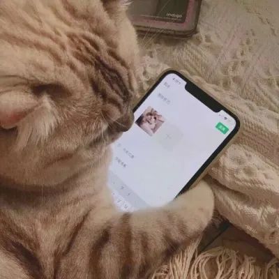  动物情头可爱猫咪情侣头像一对