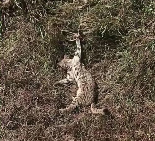  北京频繁出现小豹子专家提醒这不是流浪猫千万别投喂