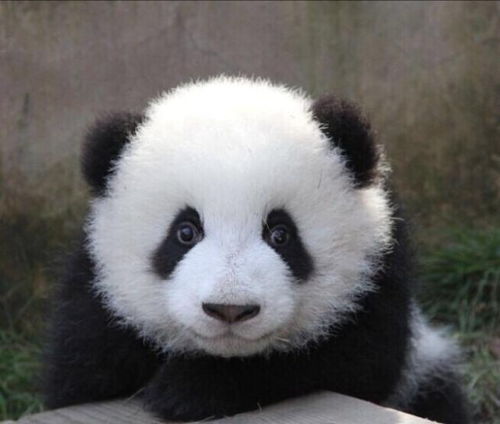  其他的动物会不会吐槽大熊猫才是真正的资源咖