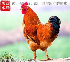  陈益峰谈属鸡的人风水注意