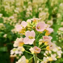  陌上花海,我在锡山现代农业产业园等你