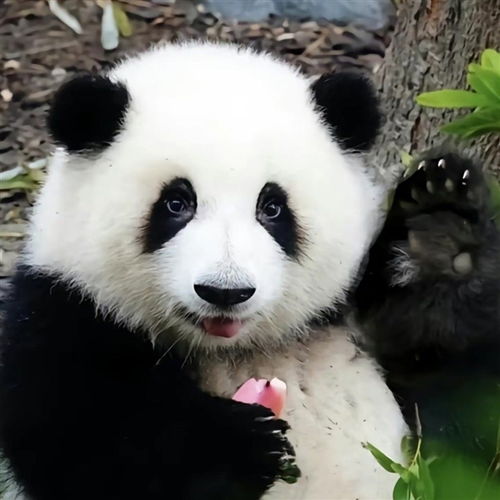  熊猫界女明星花花登上纽约时代广场大屏靠卖萌坐拥百万粉丝