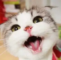  治愈系友人人见人爱的喵星人utacci