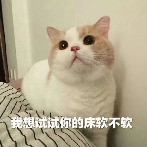  沙雕小动物表情包越可爱,越萌,越骚