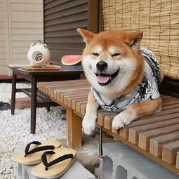  一只笑容非常甜美的柴犬,今年头像就用它了
