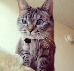 高清可爱猫猫情侣头像